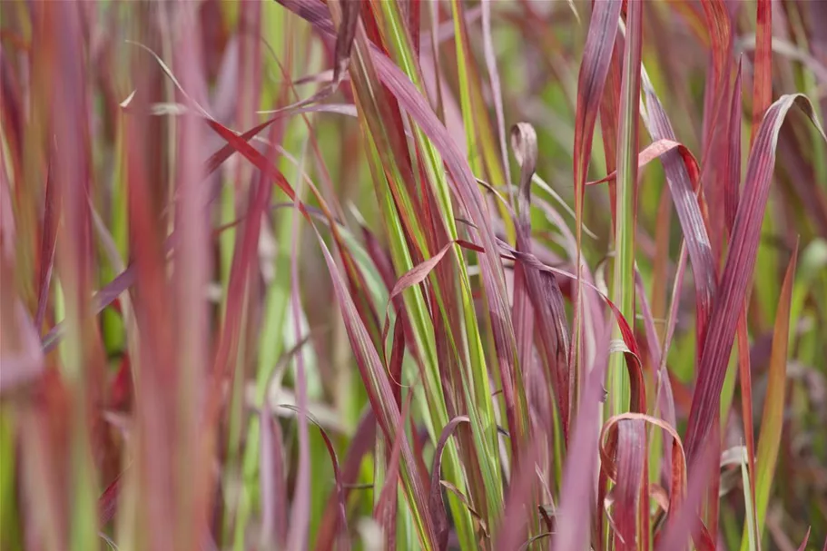 Blutgras 'Red Baron' 9 x 9 cm Topf 0,5 Liter