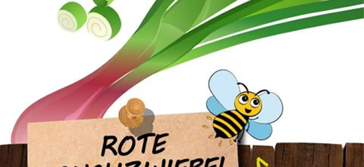 Bio Rote Lauchzwiebel 'Rote von Florenz'