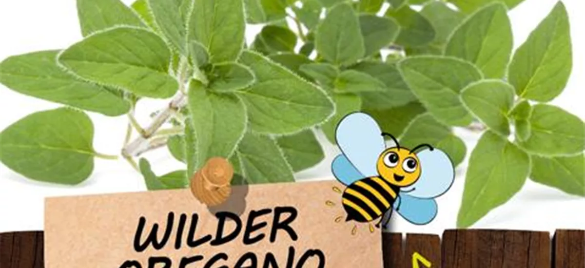 Bio Wilder Oregano "Dost"