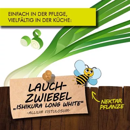 Bio Lauchzwiebel 'Ishikura Long White' 