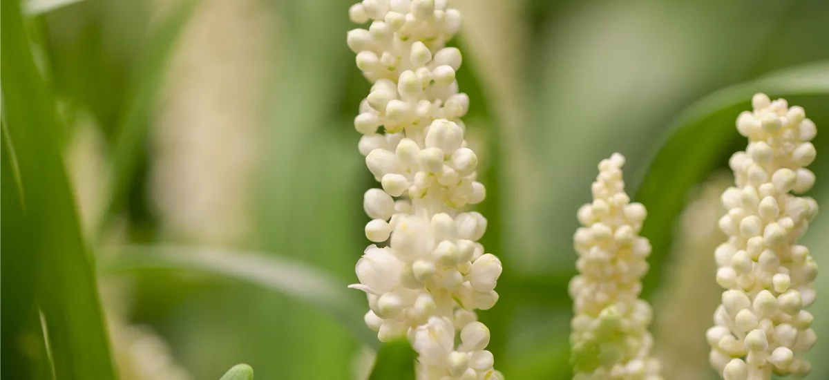 Glöckchentraube 'Monroe White' 1 Liter Topf