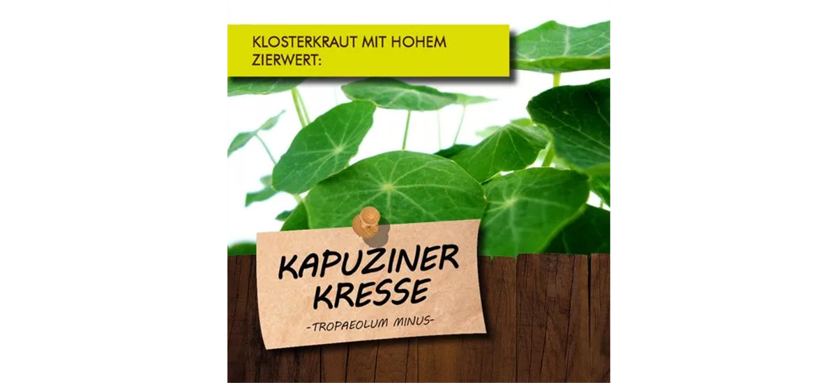 Bio Kapuzinerkresse 12 cm Topf