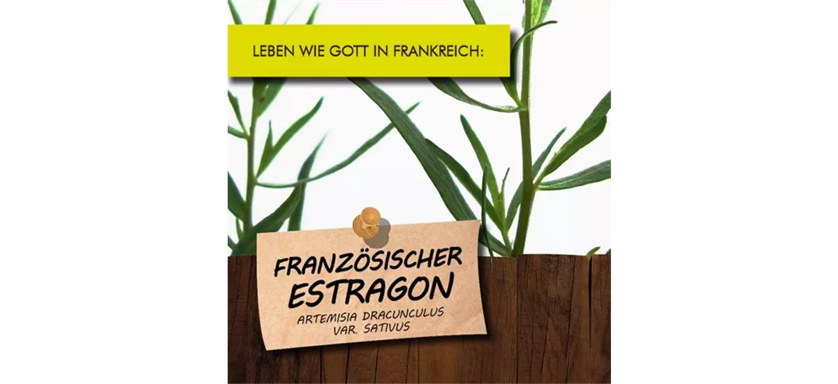 Bio Französischer Estragon 12 cm Topf