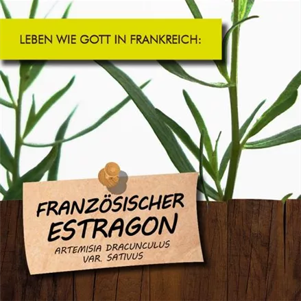 Bio Französischer Estragon