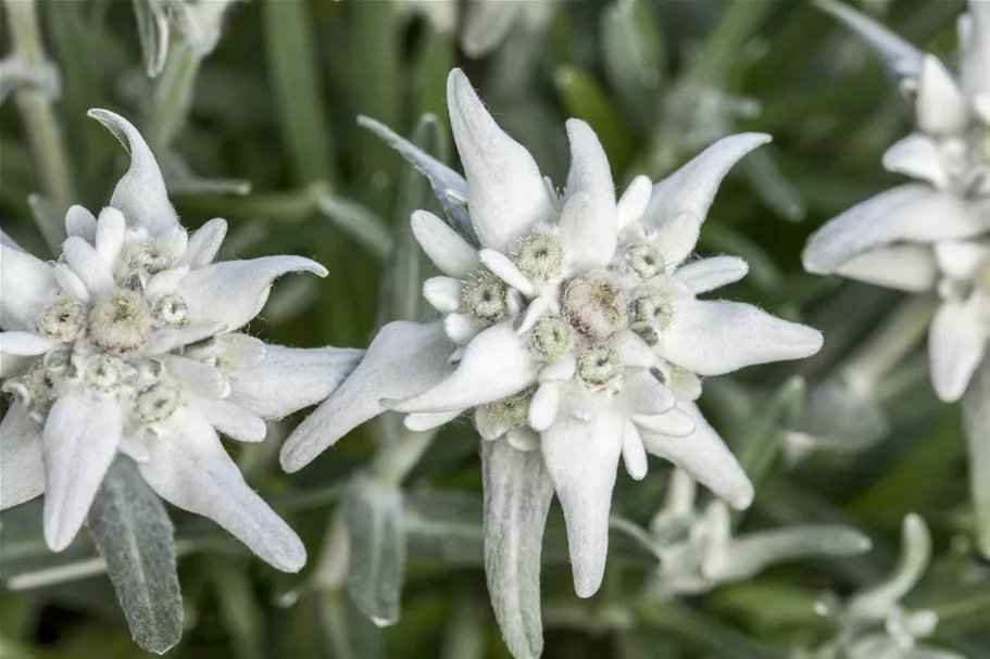 Leontopodium alpinum 'Mont Blanc' -R- 9 x 9 cm Topf 0,5 Liter 