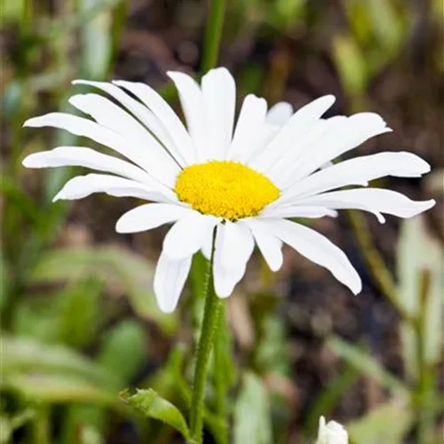 Leucanthemum x superb.'Silberprinzesschen', gen.