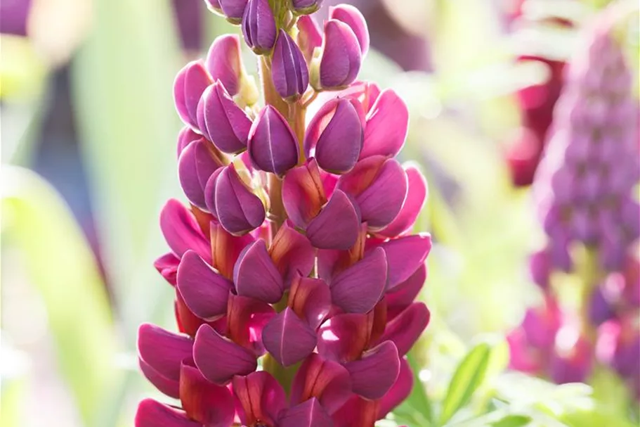 Westcountry Lupine 'Masterpiece' 1,3 Liter Topf