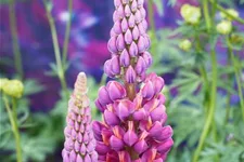 Westcountry Lupine 'Masterpiece' 1,3 Liter Topf