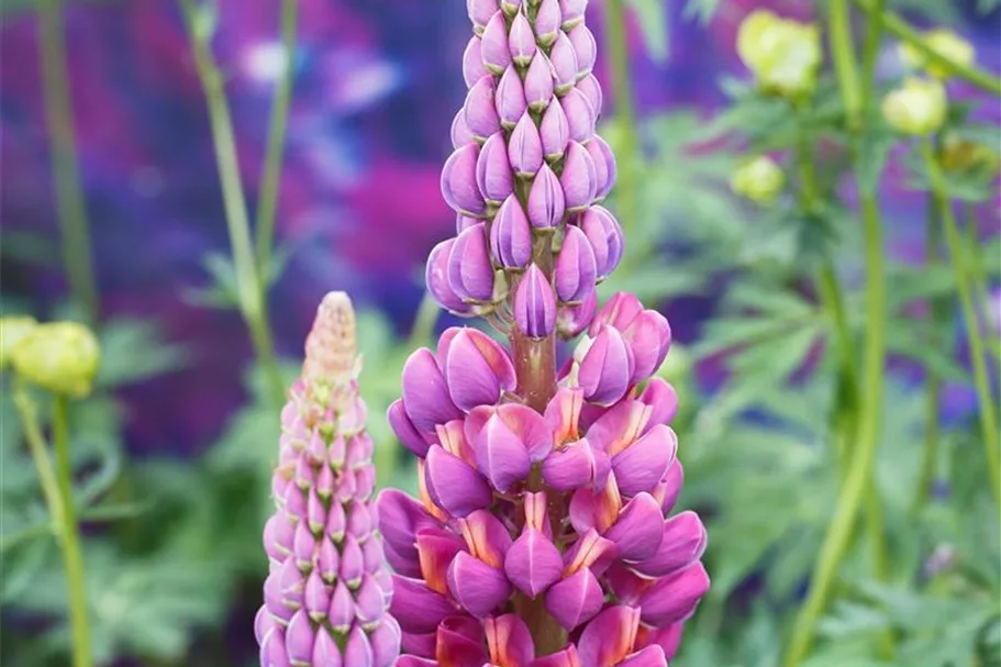 Westcountry Lupine 'Masterpiece' 1,3 Liter Topf