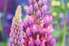 Westcountry Lupine 'Masterpiece' 1,3 Liter Topf