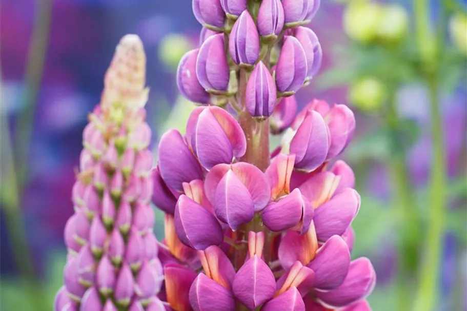 Westcountry Lupine 'Masterpiece' 1,3 Liter Topf