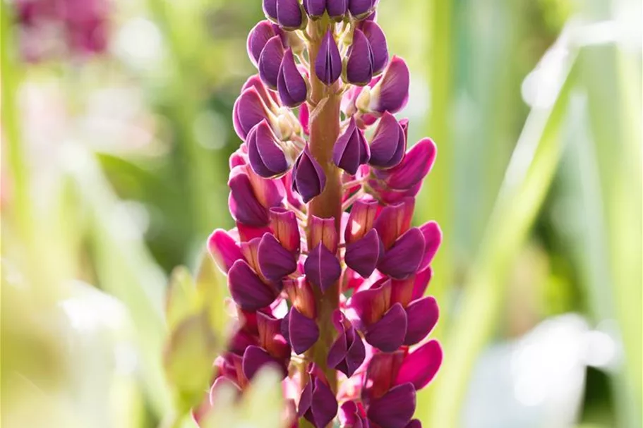 Westcountry Lupine 'Masterpiece' 1,3 Liter Topf