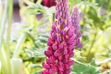 Westcountry Lupine 'Masterpiece' 1,3 Liter Topf