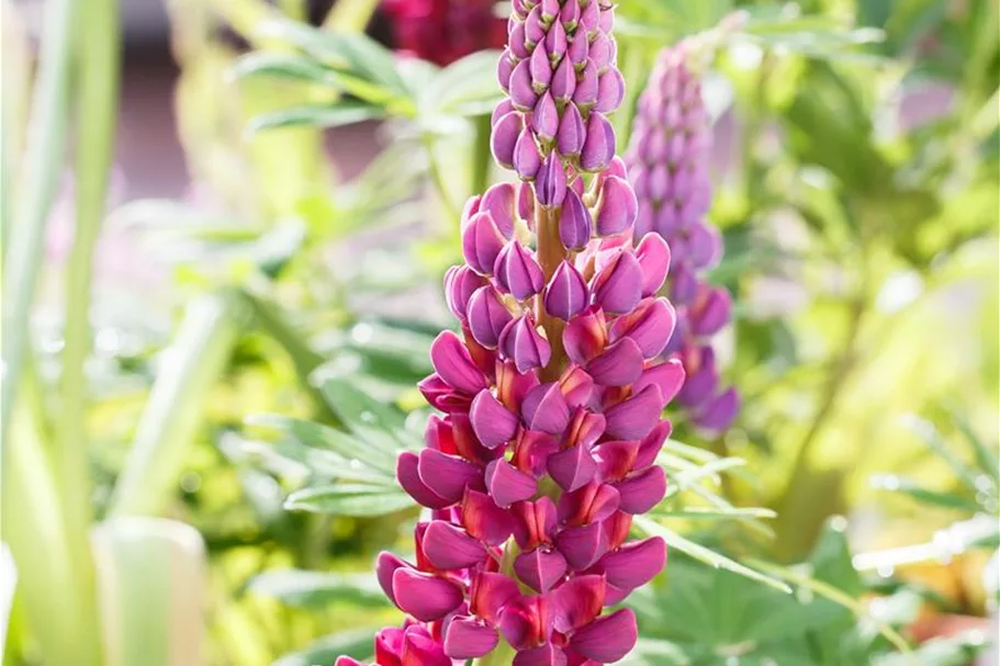 Westcountry Lupine 'Masterpiece' 1,3 Liter Topf