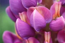 Westcountry Lupine 'Masterpiece' 1,3 Liter Topf