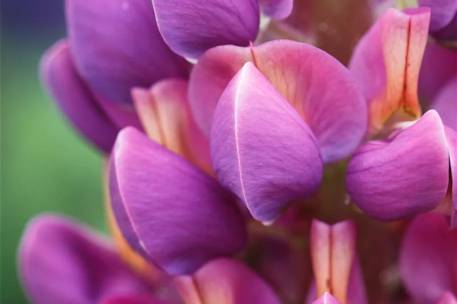 Westcountry Lupine 'Masterpiece' 1,3 Liter Topf