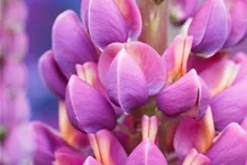 Westcountry Lupine 'Masterpiece' 1,3 Liter Topf