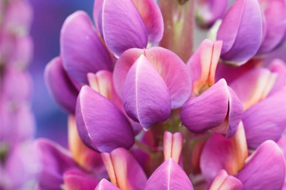 Westcountry Lupine 'Masterpiece' 1,3 Liter Topf