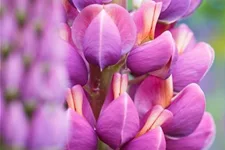 Westcountry Lupine 'Masterpiece' 1,3 Liter Topf