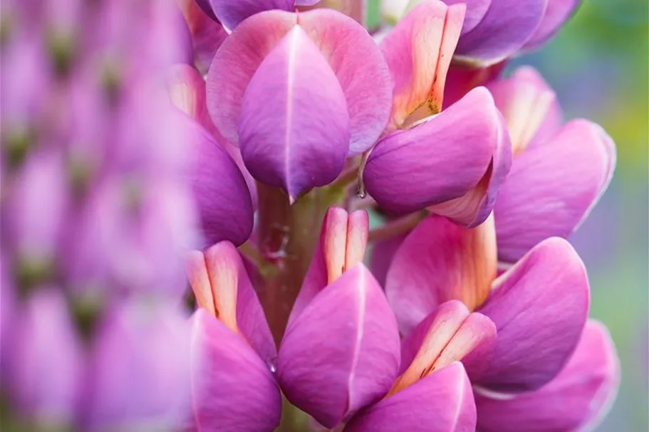 Westcountry Lupine 'Masterpiece' 1,3 Liter Topf