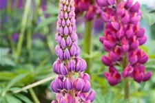 Westcountry Lupine 'Masterpiece' 1,3 Liter Topf