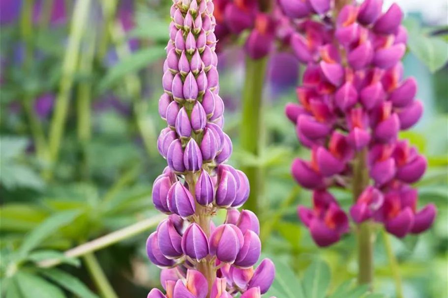 Westcountry Lupine 'Masterpiece' 1,3 Liter Topf