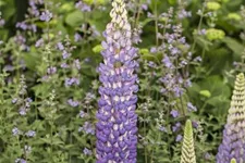 Westcountry Lupine 'Persian Slipper' 1 Liter Topf