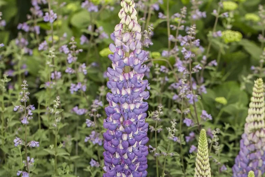 Westcountry Lupine 'Persian Slipper' 1 Liter Topf