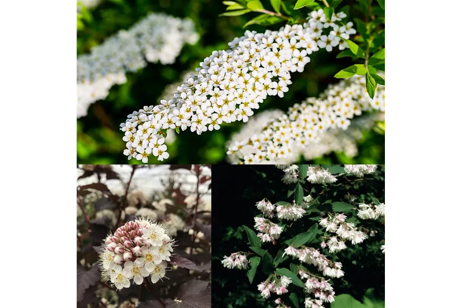 Blütengehölzhecke für 3m Hecke Blütengehölzhecke Set 1 