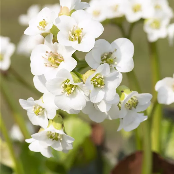 Bergenia 'Schneekristall'