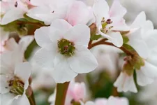 Bergenia 'Schneekristall' 12 cm