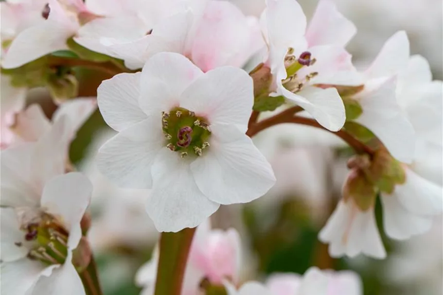 Bergenia 'Schneekristall' 12 cm