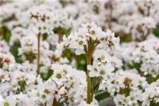 Bergenia 'Schneekristall' 12 cm