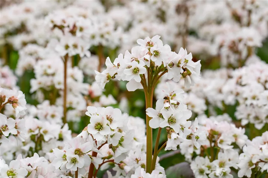 Bergenia 'Schneekristall' 12 cm