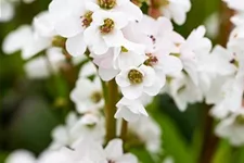 Bergenia 'Schneekristall' 12 cm