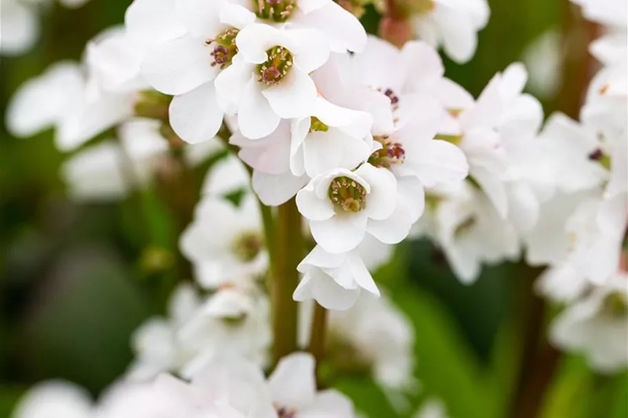 Bergenia 'Schneekristall' 12 cm