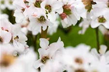 Bergenia 'Schneekristall' 12 cm