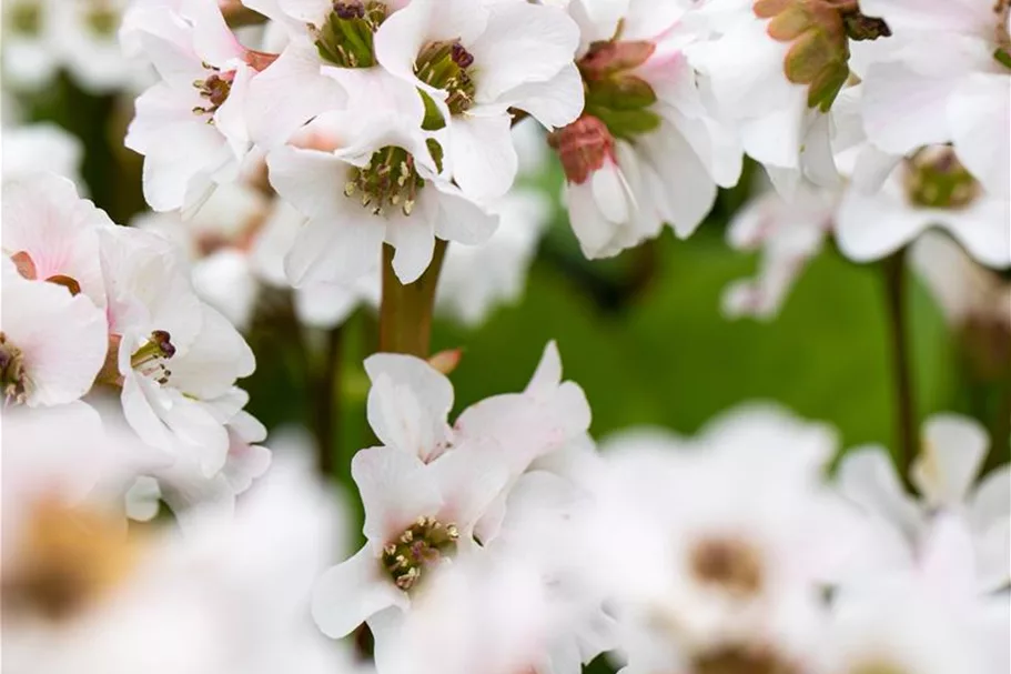 Bergenia 'Schneekristall' 12 cm