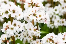 Bergenia 'Schneekristall' 12 cm