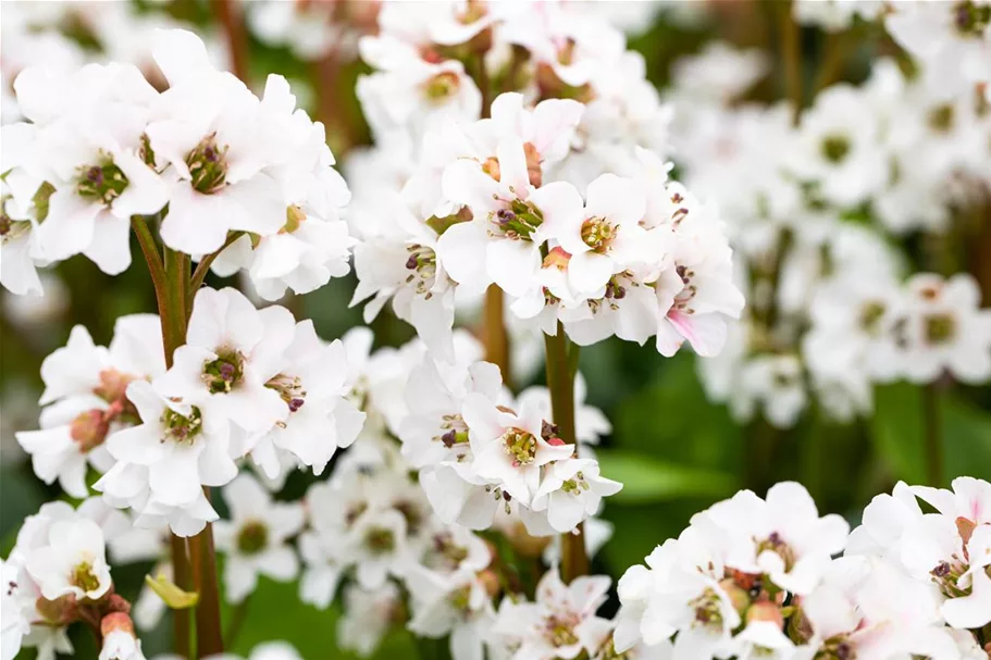 Bergenia 'Schneekristall' 12 cm