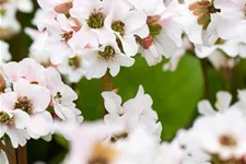 Bergenia 'Schneekristall' 12 cm