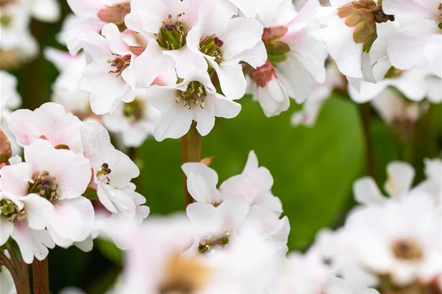 Bergenia 'Schneekristall' 12 cm