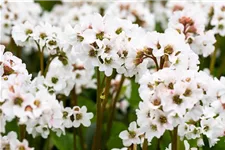 Bergenia 'Schneekristall' 12 cm