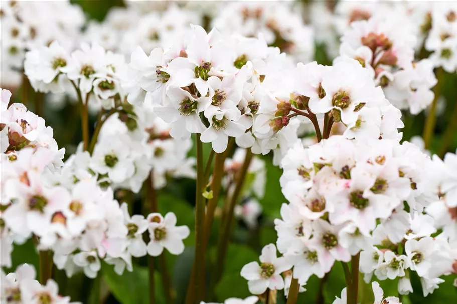 Bergenia 'Schneekristall' 12 cm