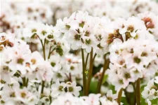 Bergenia 'Schneekristall' 12 cm