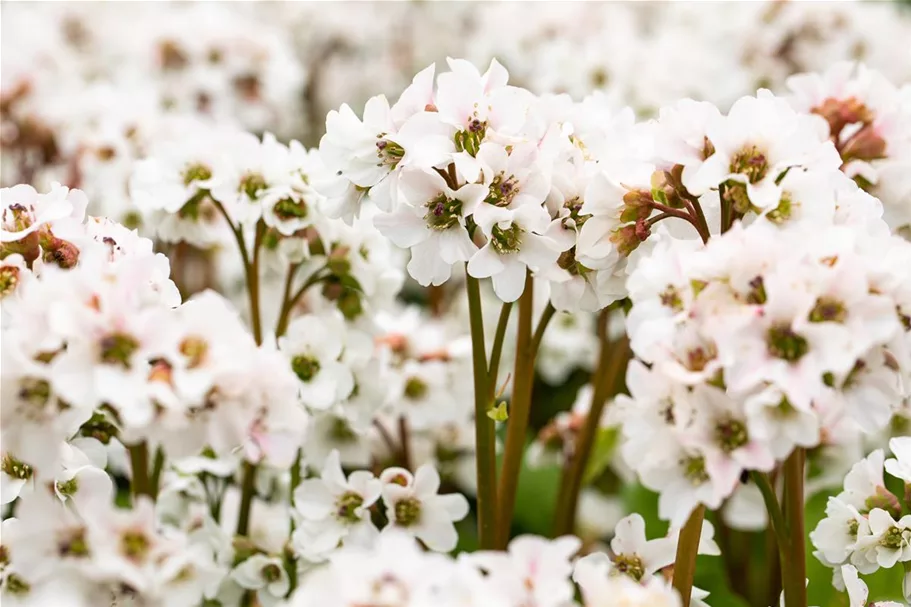 Bergenia 'Schneekristall' 12 cm