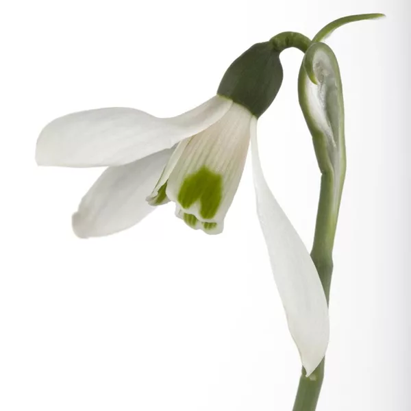 Galanthus nivalis