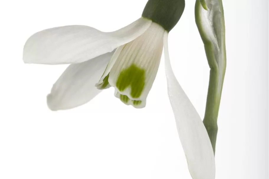 Galanthus nivalis 9 cm