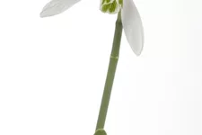 Galanthus nivalis 9 cm