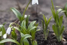 Galanthus nivalis 9 cm